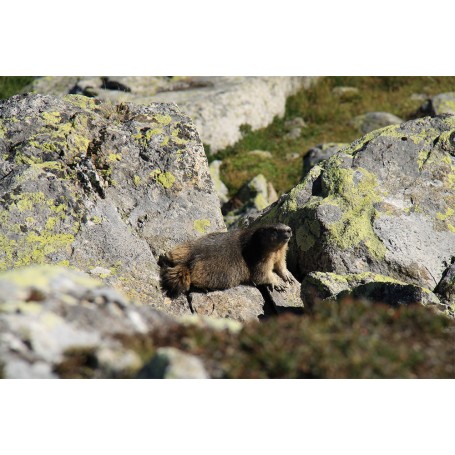 Marmotte